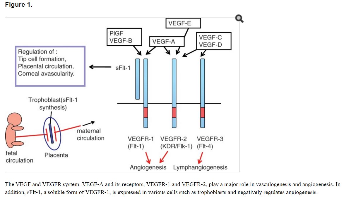 VEGF and VEGFR Figure 1.JPG