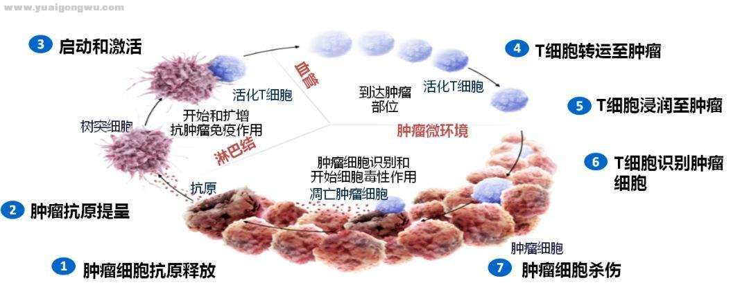 抗原呈递.jpg